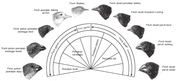 Variasi burung finch di Kepulauan Gal&aacute;pagos yang menjadi dasar pemikiran teori evolusi.