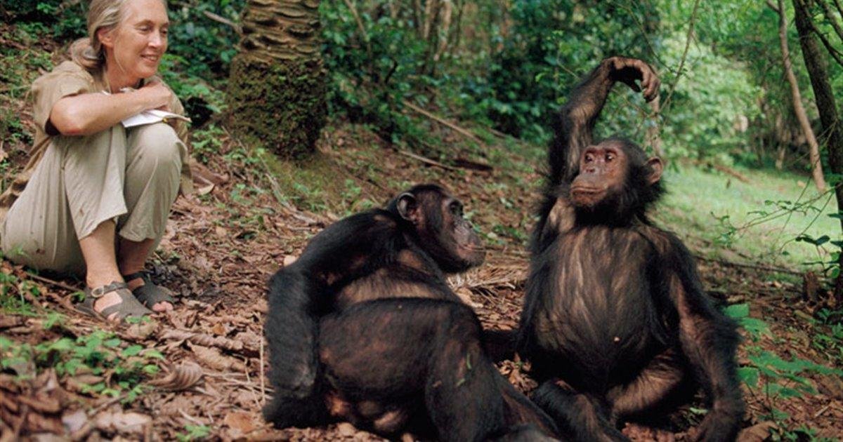 Jane Goodall duduk di hutan sambil mengamati simpanse menggunakan teropong.